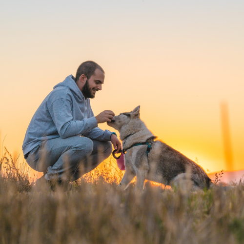 case-study-manufacturing-pet-food (2) Global Pet Food Manufacturer Moved to CCaaS Improving Support and Analytics