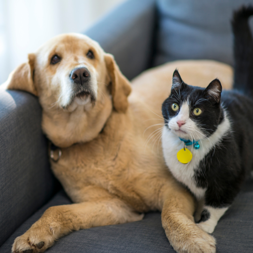 case-study-manufacturing-pet-food Global Pet Food Manufacturer Moved to CCaaS Improving Support and Analytics